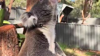 How can the cutest animal make the ugliest sound?