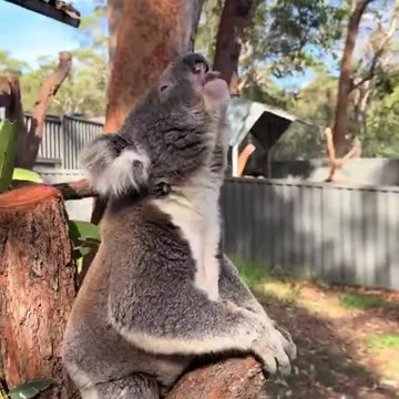 How can the cutest animal make the ugliest sound?