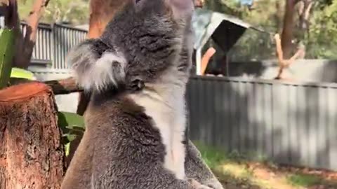 How can the cutest animal make the ugliest sound?