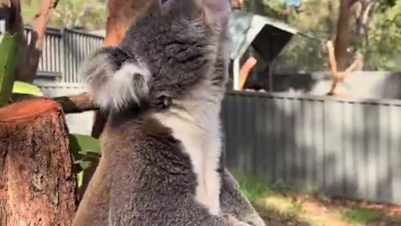 How can the cutest animal make the ugliest sound?