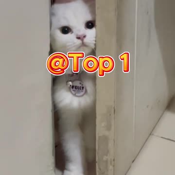 When Your Dog Thinks He's a Cat 😂 | Ultimate Identity Crisis!