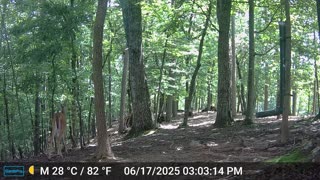 The Woods – 06/18/2025