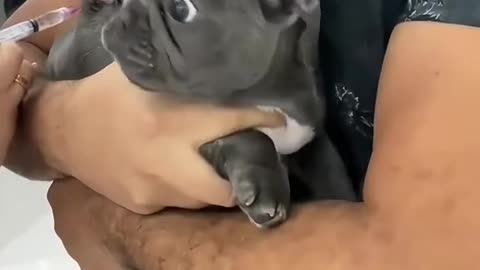 🤣 Dogs vs. Syringe Reactions! / Reacții GENIALE ale Câinilor la Injecții! 💉😂