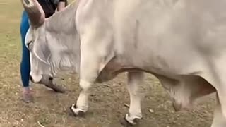 A girl's heartwarming bond with a baby cow ❤️