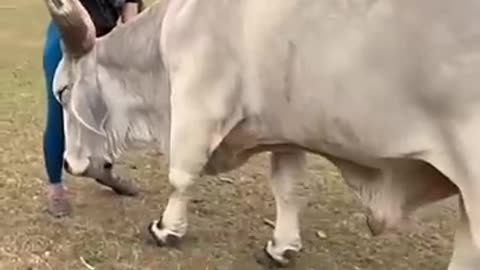 A girl's heartwarming bond with a baby cow ❤️