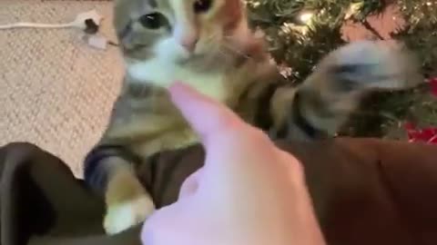 😂🐱 Cats with Attitude! | FunFM