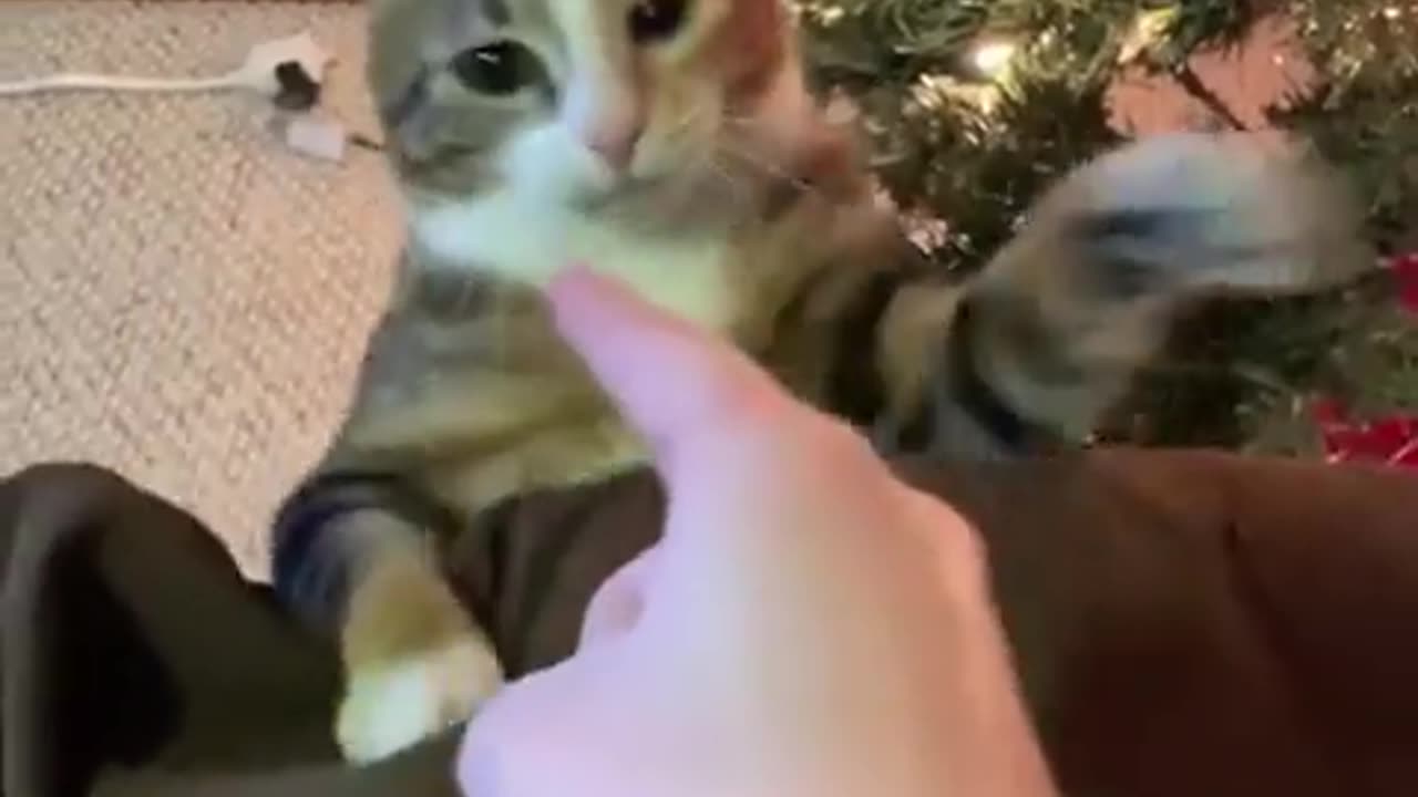 😂🐱 Cats with Attitude! | FunFM