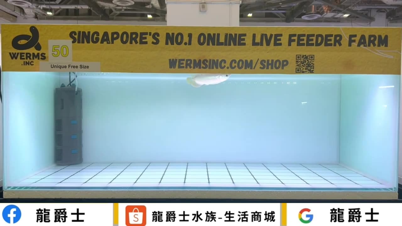 【龍爵士】youtube會員專屬-龍魚肢體動作(四)新魚入缸篇 _水族_龍魚_入門級會員