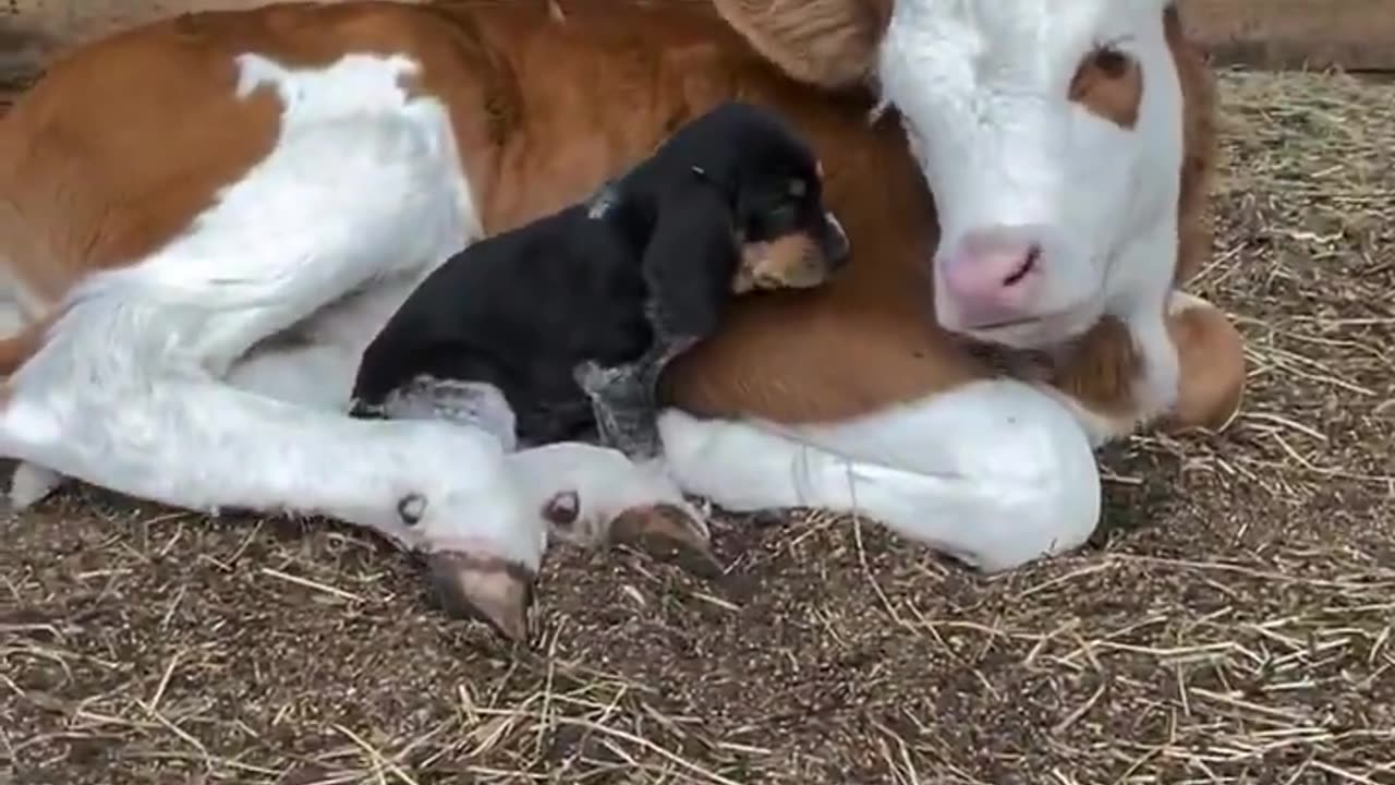 The puppy thinks that the calf is his mother 😍