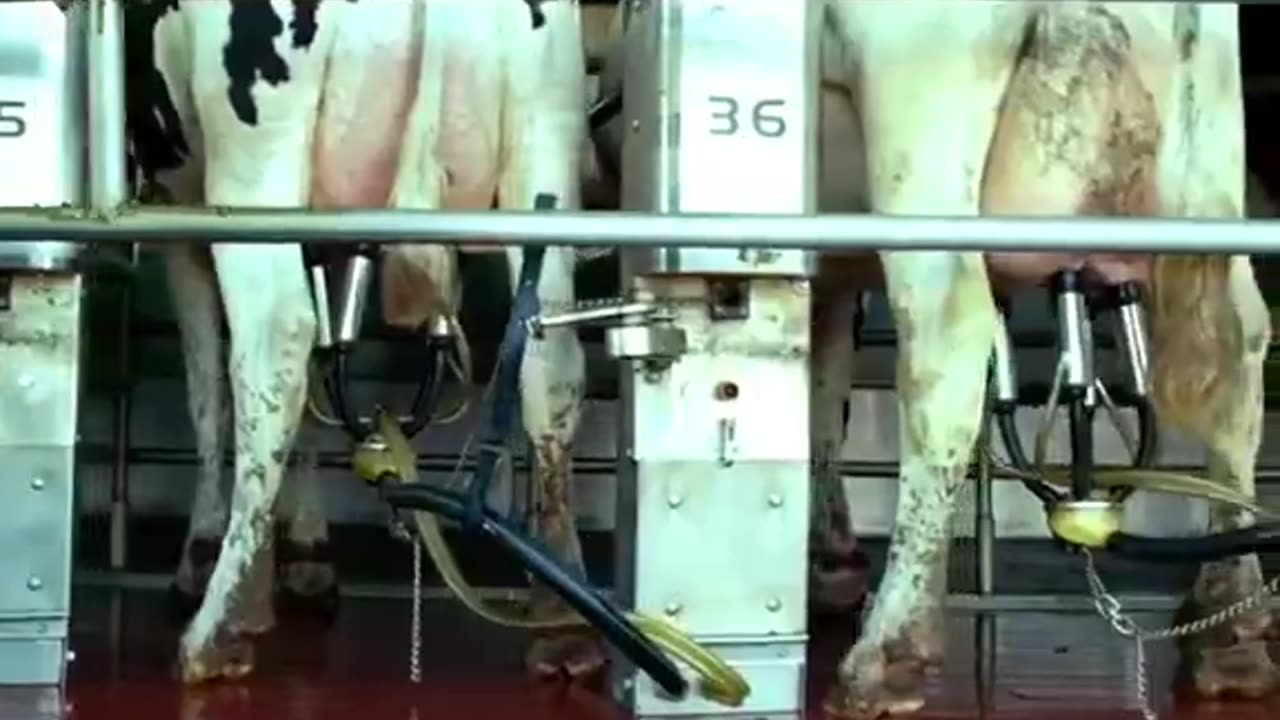 6 American foods that baned in other countries