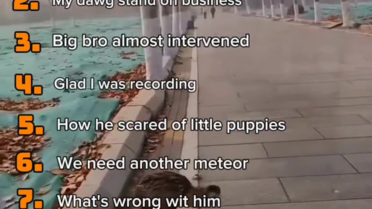 funny clips of animals 😂