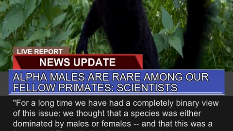 Alpha Males Are Rare Among Our Fellow Primates Sc