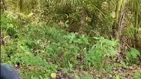 japones trapalhoes 2 #historiass #curiosidades