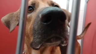 Rusty 3y A875416 kennel 39 pod 2 PACC shelter good doggie we're gradually finding our way20251105474