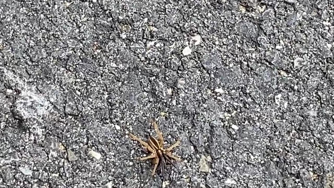 THAT'S SOME SPIDER!