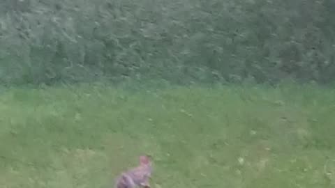 RABBIT