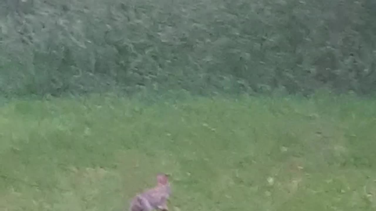 RABBIT