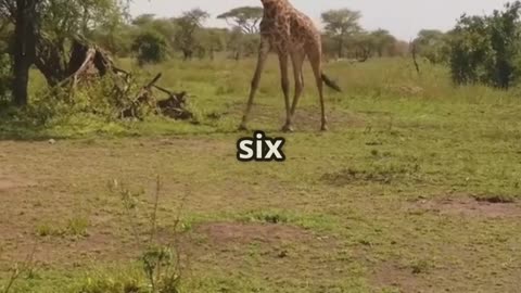 Top 10 Largest Living Creatures on Earth 🌍🦑🐋