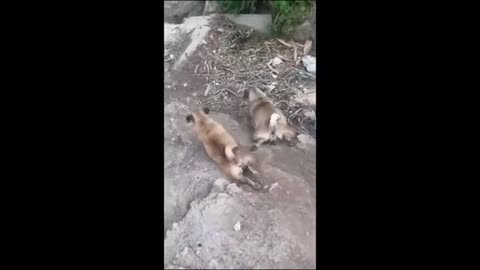 Funny animal videos 2025#shortsvideo