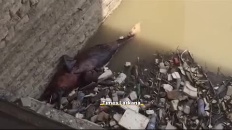 Indus River Dolphin Found Dead at Sukkur Barrage: Is the Indus Drying Up? 🇵🇰