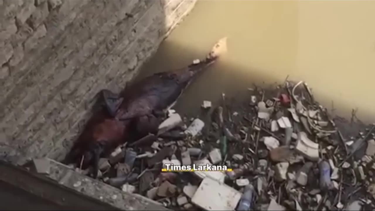 Indus River Dolphin Found Dead at Sukkur Barrage: Is the Indus Drying Up? 🇵🇰