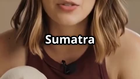 🌙 Burn Belly Fat in Your Sleep with Sumatra Slim Belly Tonic! 🔥