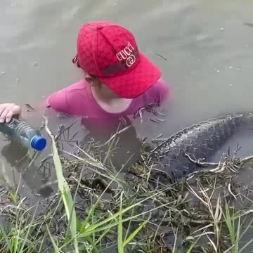 Amazing Fish Trap For Giant Fish
