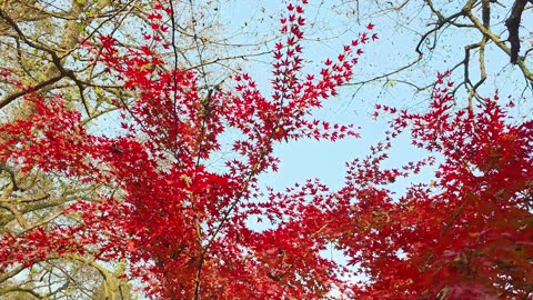 Driftaway Dreams – Sleepy Soft Lofi