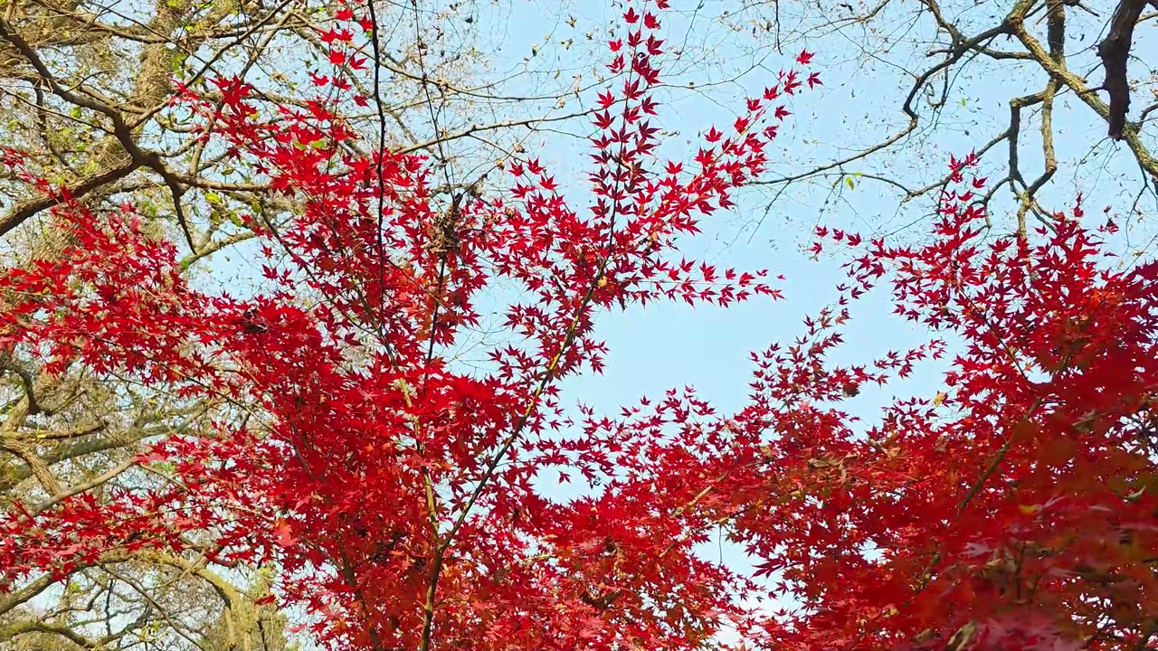 Driftaway Dreams – Sleepy Soft Lofi