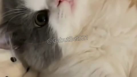 funny cat