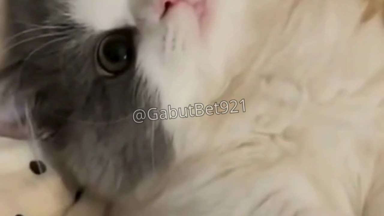 funny cat
