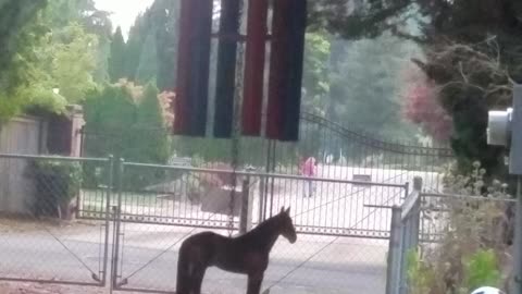Dumb Karen Neighbor pt 2
