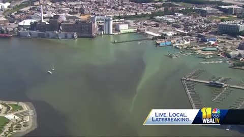 Pistachio tide leads to fish kill, dead crabs