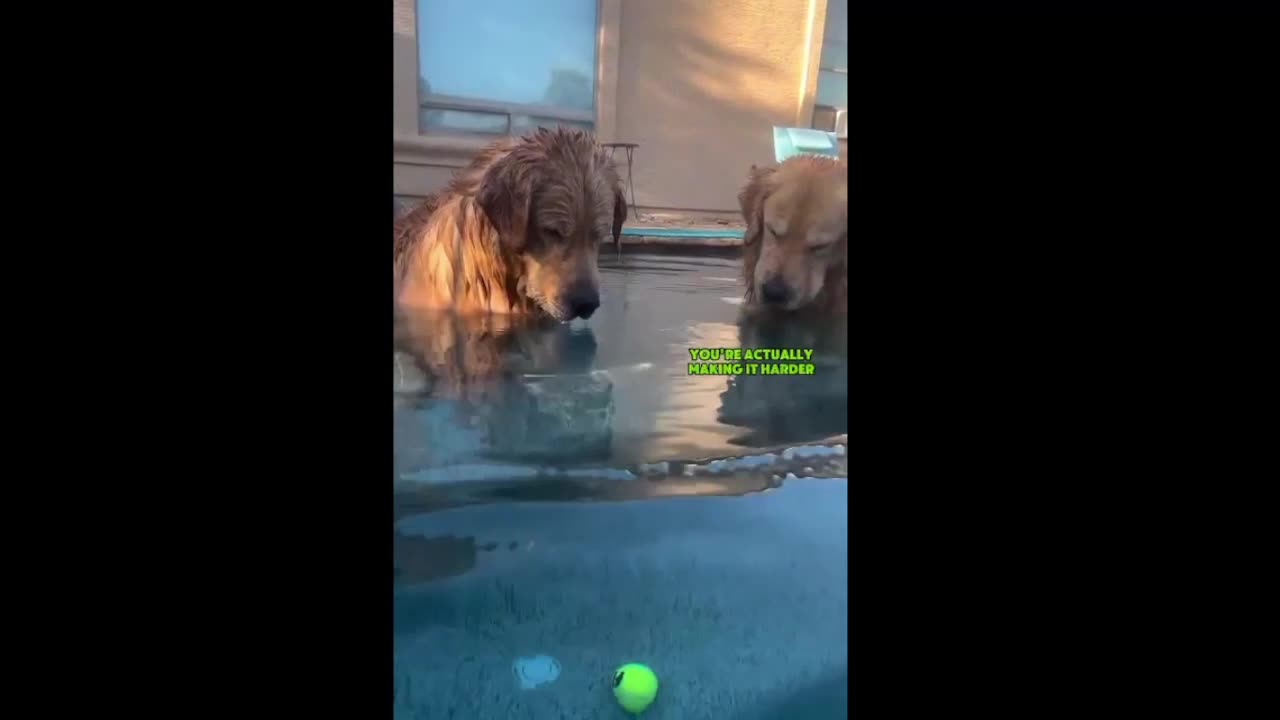 Two dogs and a ball