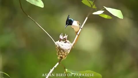 Beauty Lifestyle oF Nature Paradise Birds