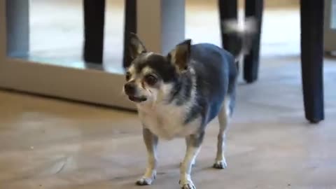 She tried to get her chihuahua sit for 20 minutes