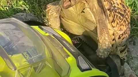 😂🔊 Sound On for Hilarious Animal Laughs You Can't Miss! | FunFM
