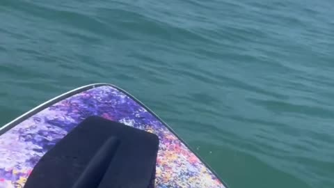 Curious Crab Investigates Dropped Phone