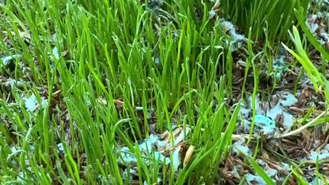 How to Grow Grass in Only a FEW Days #garden #lawncare #lawn #lawnmaintenance