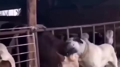 Dog gets depressed and stop eating after his bull friend is sent away.