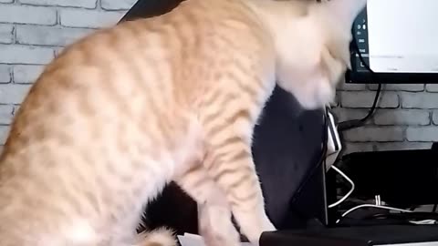 Funny Cats 158 Exploring Computer Table