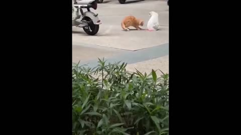 🤣Funny Animals Videos 8🤣