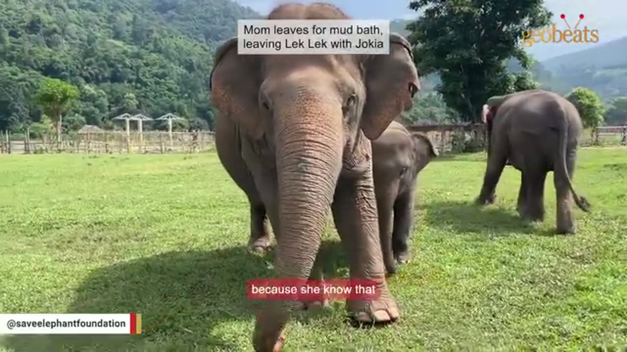 Lonely blind elephant meets a baby. Her response is heartmelting.