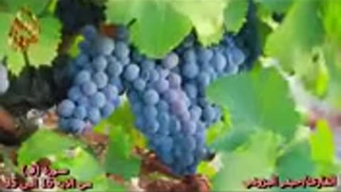 سورة ق _ تلاوة تبكي الصخر _ بصوت القارئ حيدر البزوني