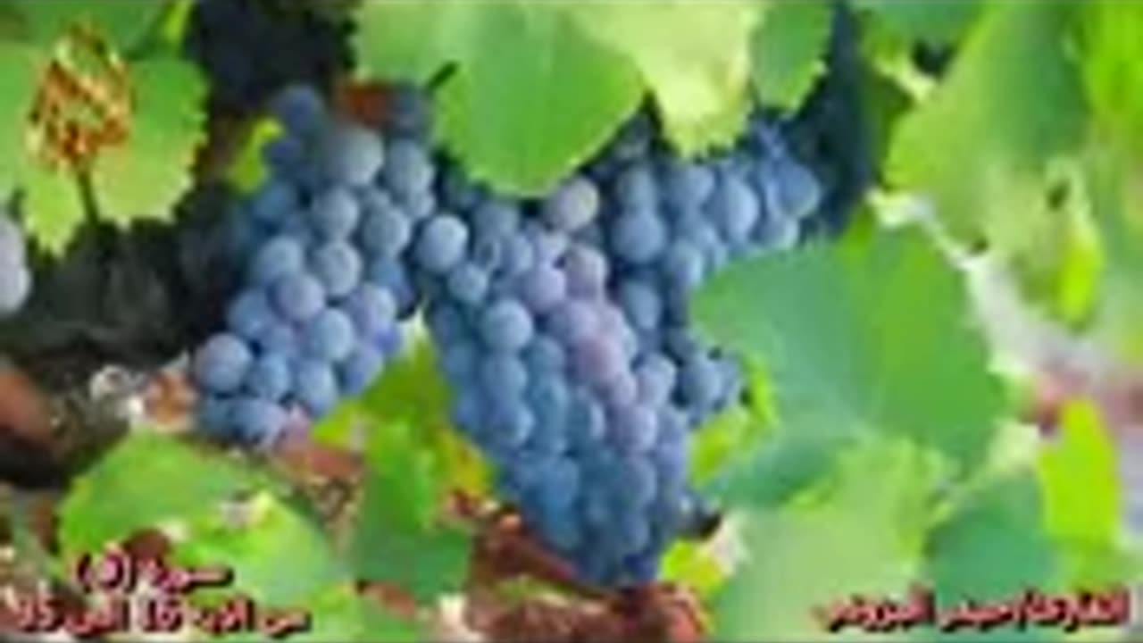 سورة ق _ تلاوة تبكي الصخر _ بصوت القارئ حيدر البزوني