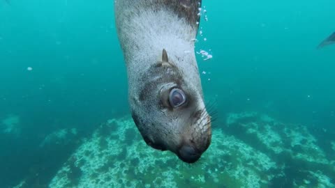 Look into the SEAL'S EYES