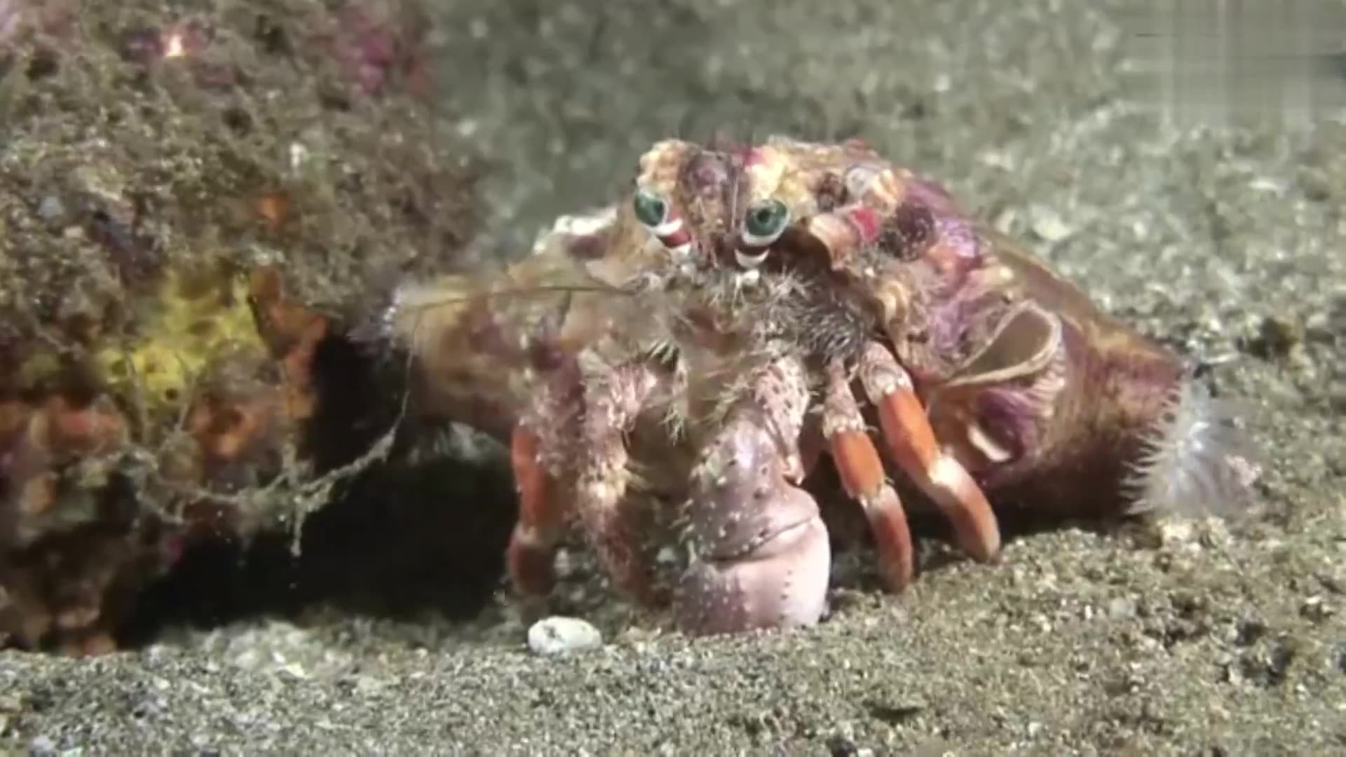 Incredible footage of hermit crab changing shells with anemones!