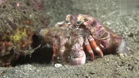 Incredible footage of hermit crab changing shells with anemones!