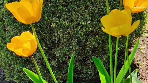 Tulip Care After Bloom: What’s Next?