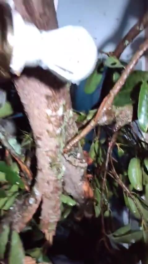 Árbol caído en Bucaramanga